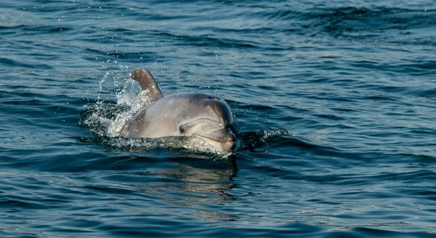 A háború miatt már több mint 3000 delfin elpusztulhatott a Fekete-tengerben